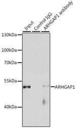 RhoGAP Antibody in Immunoprecipitation (IP)