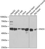 ENO3 Polyclonal Antibody