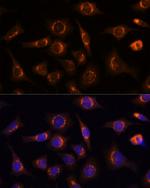 Nucleobindin 1 Antibody in Immunocytochemistry (ICC/IF)