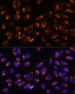 Nucleobindin 1 Polyclonal Antibody