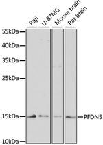 PFDN5 Antibody in Western Blot (WB)