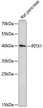 PITX1 Polyclonal Antibody