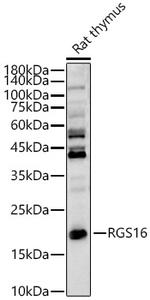 RGS16 Polyclonal Antibody