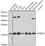UBE2L3 Antibody in Western Blot (WB)
