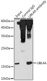 UBL4A Antibody in Immunoprecipitation (IP)