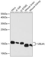 UBL4A Polyclonal Antibody