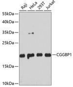 CGGBP1 Polyclonal Antibody