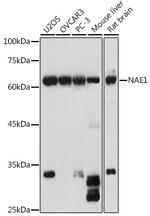 NAE1 Polyclonal Antibody