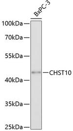 CHST10 Polyclonal Antibody