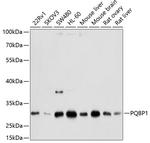 PQBP1 Polyclonal Antibody