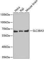 SLC38A3 Polyclonal Antibody