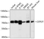 CSTF2T Antibody in Western Blot (WB)