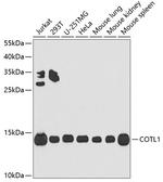 COTL1 Antibody in Western Blot (WB)