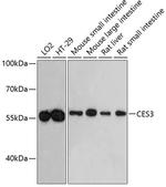 CES3 Polyclonal Antibody