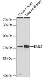 EML2 Antibody in Western Blot (WB)