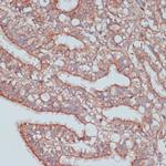 MOB4 Antibody in Immunohistochemistry (Paraffin) (IHC (P))