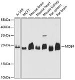 MOB4 Antibody in Western Blot (WB)