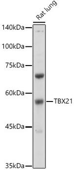 T-bet Polyclonal Antibody