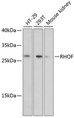 RhoF Polyclonal Antibody