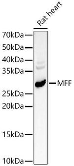 C2orf33 Polyclonal Antibody