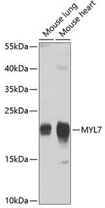 MYL7 Polyclonal Antibody
