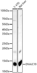 DNAJC19 Antibody in Western Blot (WB)