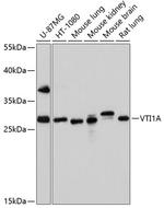 VTI1A Polyclonal Antibody