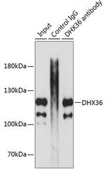 DHX36 Antibody in Immunoprecipitation (IP)