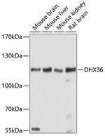 DHX36 Polyclonal Antibody