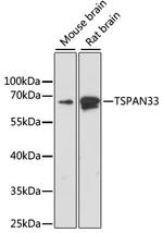 TSPAN33 Polyclonal Antibody
