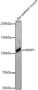 WWP1 Polyclonal Antibody