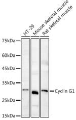 Cyclin G1 Antibody in Western Blot (WB)