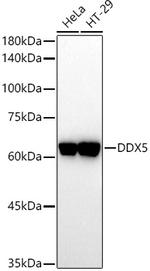 DDX5 Antibody in Western Blot (WB)