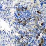 EMAP II Antibody in Immunohistochemistry (Paraffin) (IHC (P))