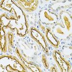 GLRX Antibody in Immunohistochemistry (Paraffin) (IHC (P))