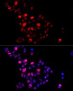 GMNN Polyclonal Antibody