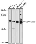 p23 Polyclonal Antibody