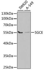 SGCE Polyclonal Antibody
