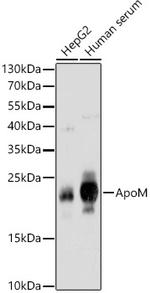 Apolipoprotein M Antibody in Western Blot (WB)
