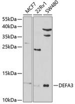 Defensin alpha-3 Polyclonal Antibody