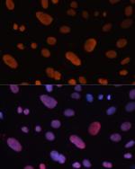 HDGF Polyclonal Antibody