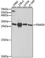 PSMD9 Polyclonal Antibody