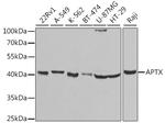 Aprataxin Antibody in Western Blot (WB)