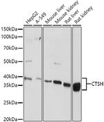 Cathepsin H Polyclonal Antibody
