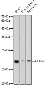 Centrin 2 Polyclonal Antibody