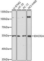 DHCR24 Polyclonal Antibody