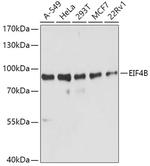 eIF4B Antibody in Western Blot (WB)