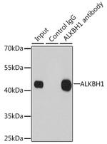 ABH1 Antibody in Immunoprecipitation (IP)