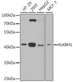 ABH1 Antibody in Western Blot (WB)