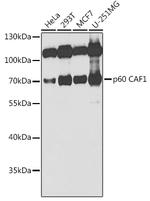 CAF1 p60 Antibody in Western Blot (WB)